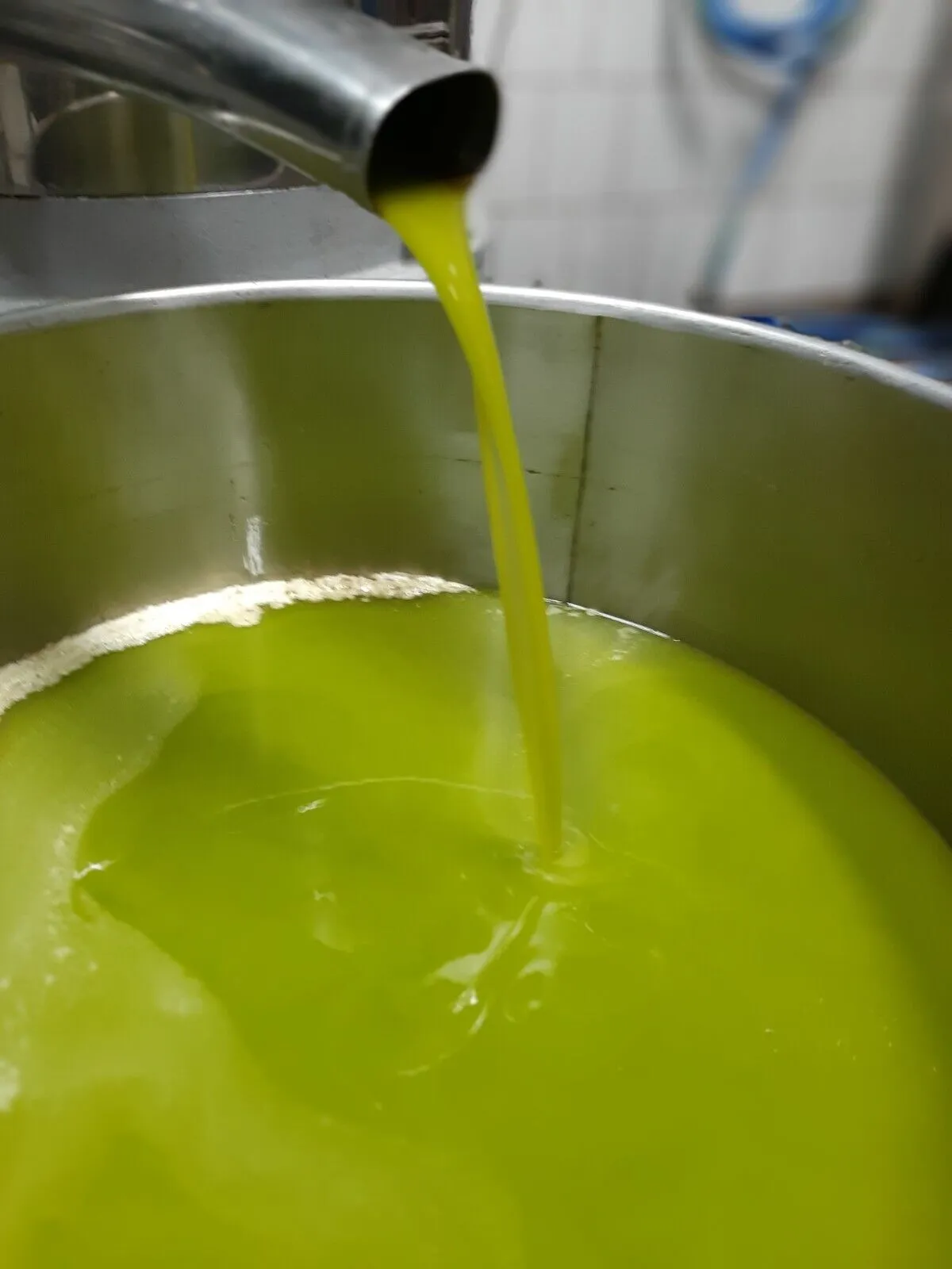 Olio di oliva canino Dop